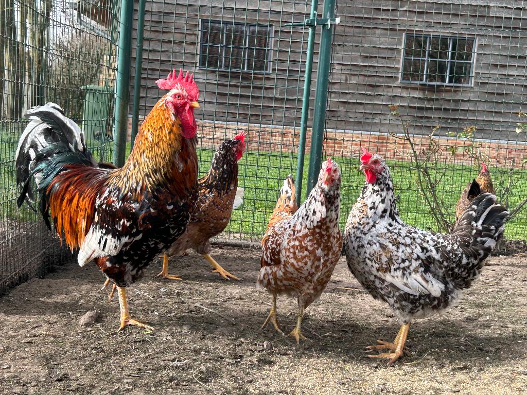 Broedeieren, Dieren en Toebehoren, Pluimvee, Kip