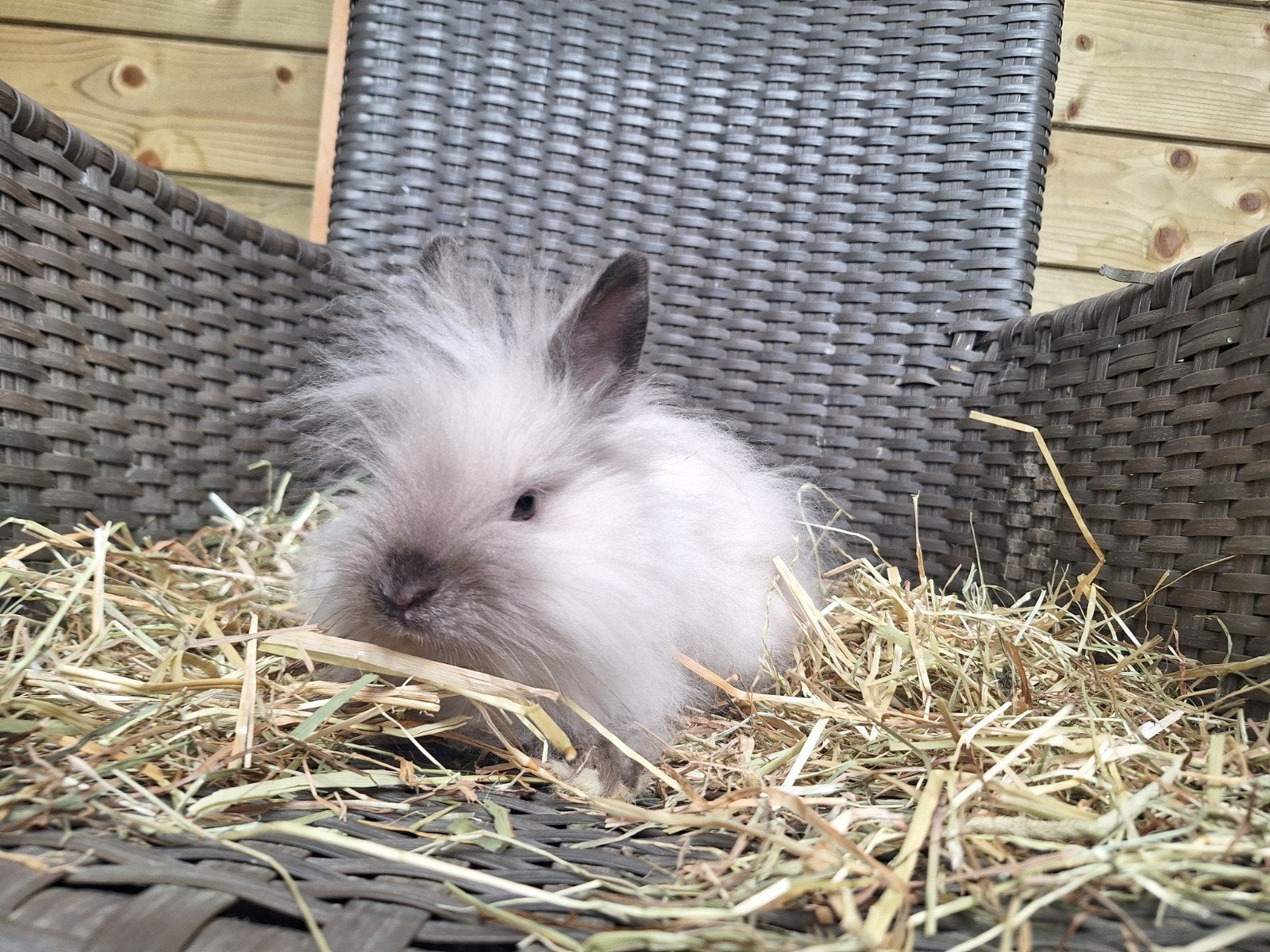 teddy dwerg dwergkonijnen, Dieren en Toebehoren, Konijnen, Meerdere dieren, Dwerg, 0 tot 2 jaar