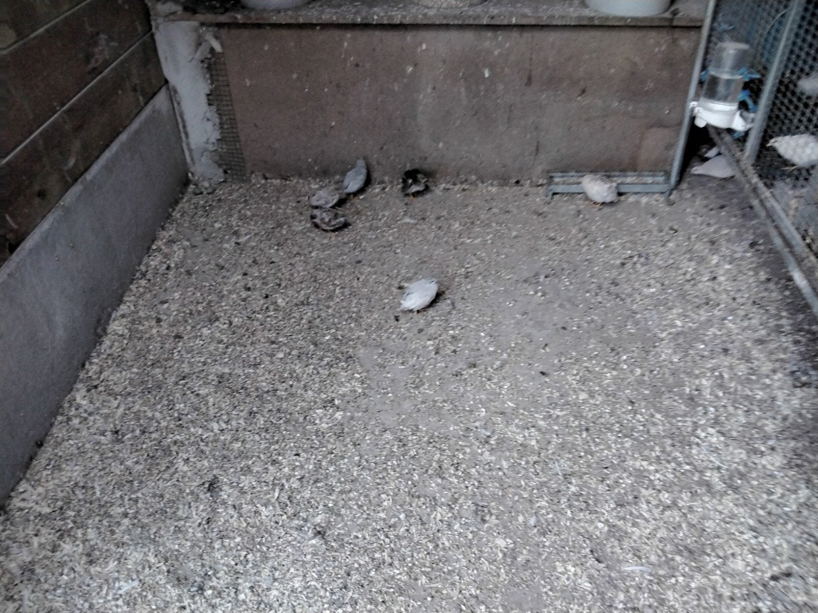 Chinese Dwergkwartels in verschillende kleuren., Dieren en Toebehoren