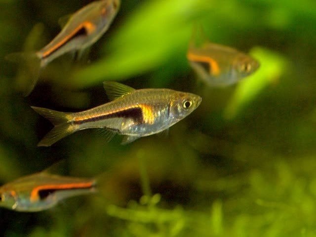 Trigonistigma Hengeli / Smalle Kegelvlek rasbora, Vis, Zoetwatervis, Schoolvis