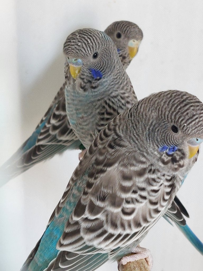 Vogels, Dieren en Toebehoren, Meerdere dieren, Parkiet, Geringd