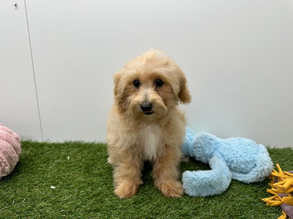 Chiot Maltipoo, Animaux & Accessoires, Maladie de Carré (chiens), Chienne, Belgique, Un chien