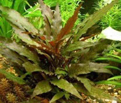 crypto wendtii rood, Ophalen, Zo goed als nieuw, Plant(en), Steen of Hout, Overige merken