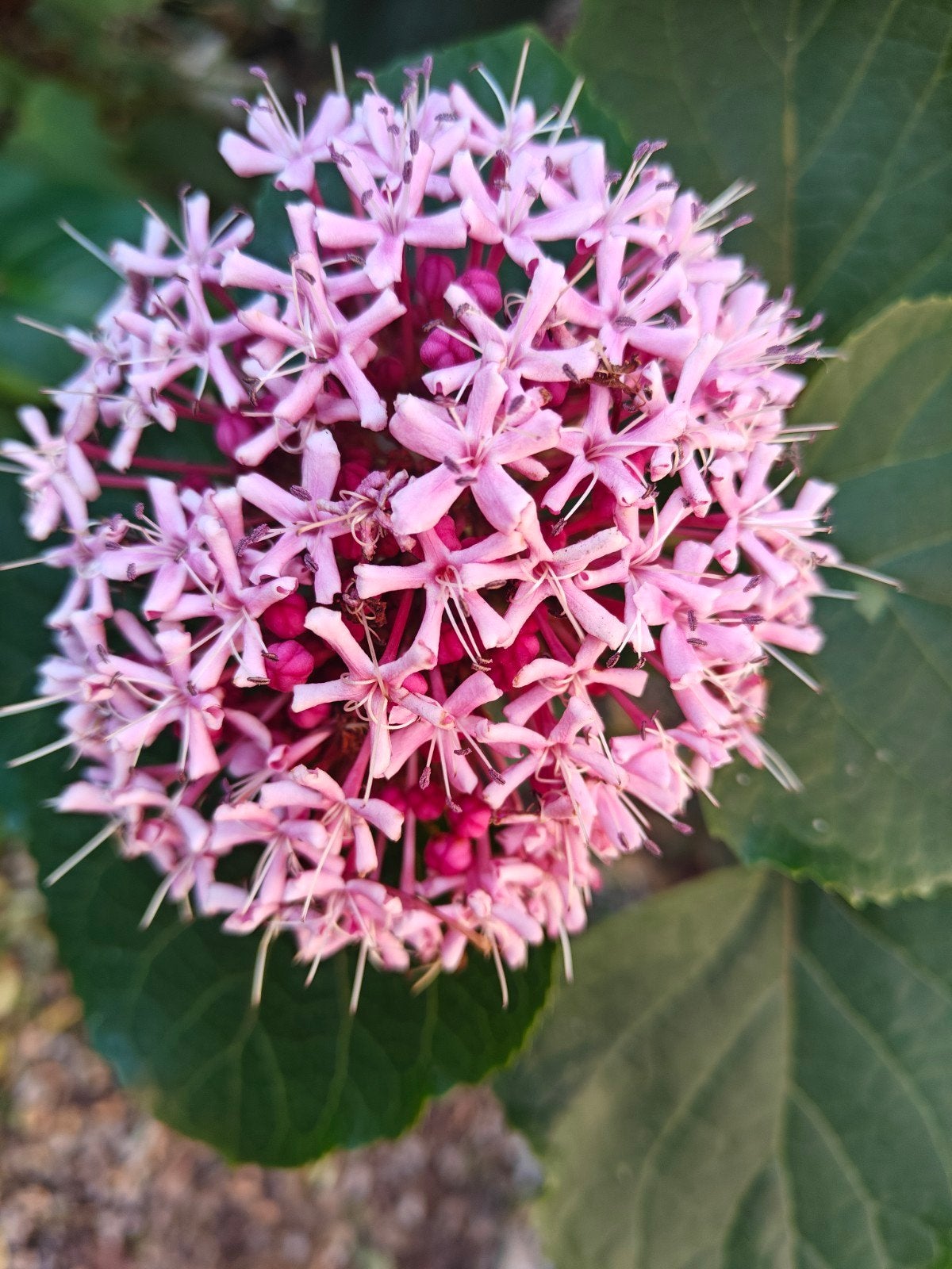 plante de beurre de cacahuète - Clerodendrum bungei, Enlèvement, Mi-ombre, Rhizome