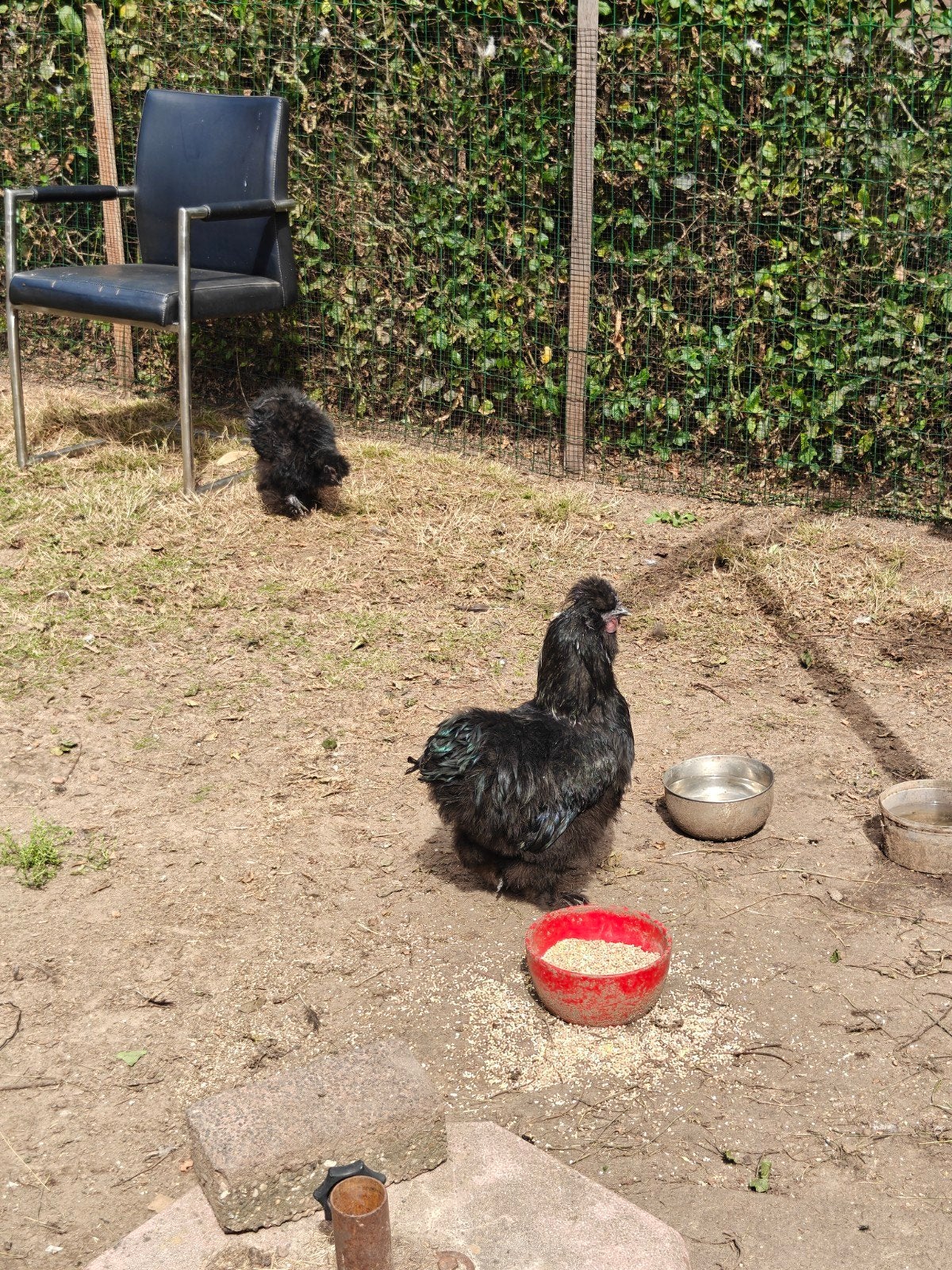 zrijdehoen haan, Dieren en Toebehoren, Pluimvee, Mannelijk, Kip