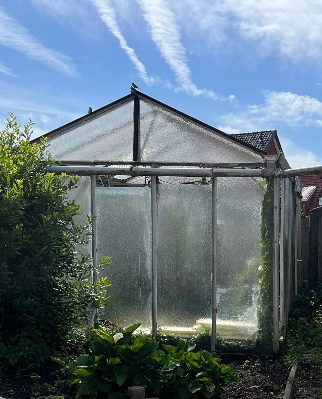 Gratis serre, Tuin en Terras, Gebruikt, Kweekkas, Glas, Ophalen