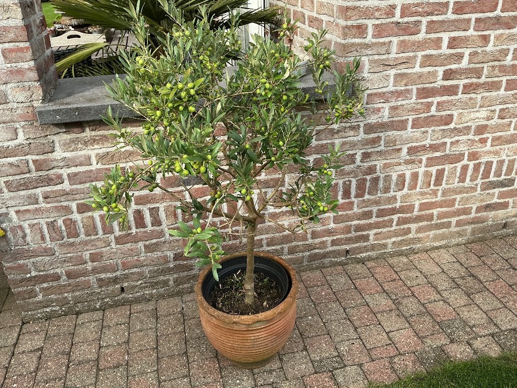 Prachtige olijfboom met vruchten, Ophalen, Olijfboom