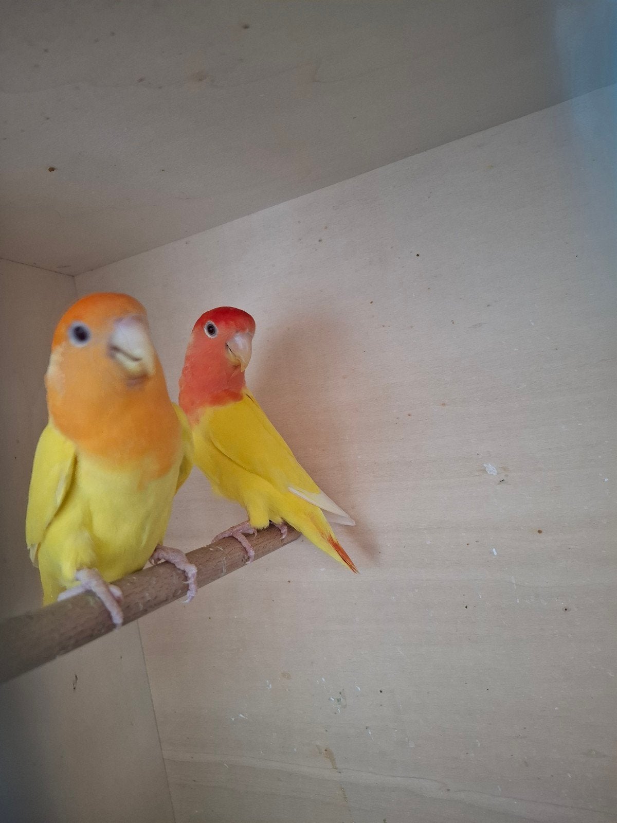 agapornis roseicollie kweekkoppel bewezen, Dieren en Toebehoren
