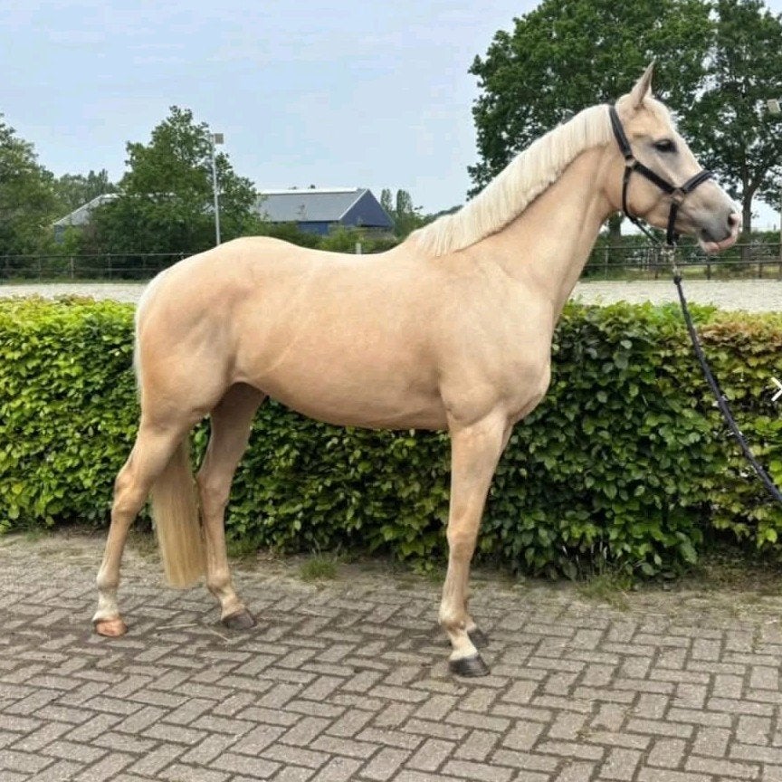 Lieve super mooie palomino merrie, Merrie, Zadelmak