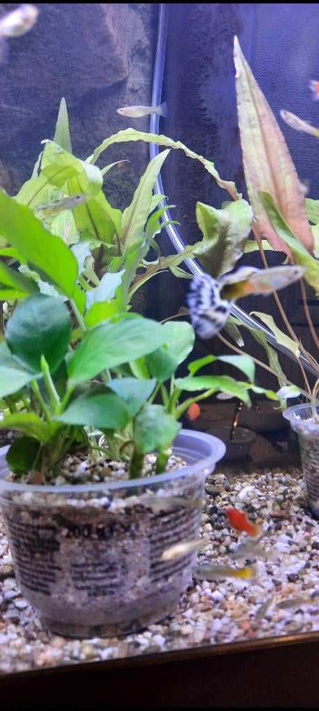 Guppy's, cryptocoryn en anubias, Dieren en Toebehoren, Vis, Zoetwatervis, Schoolvis