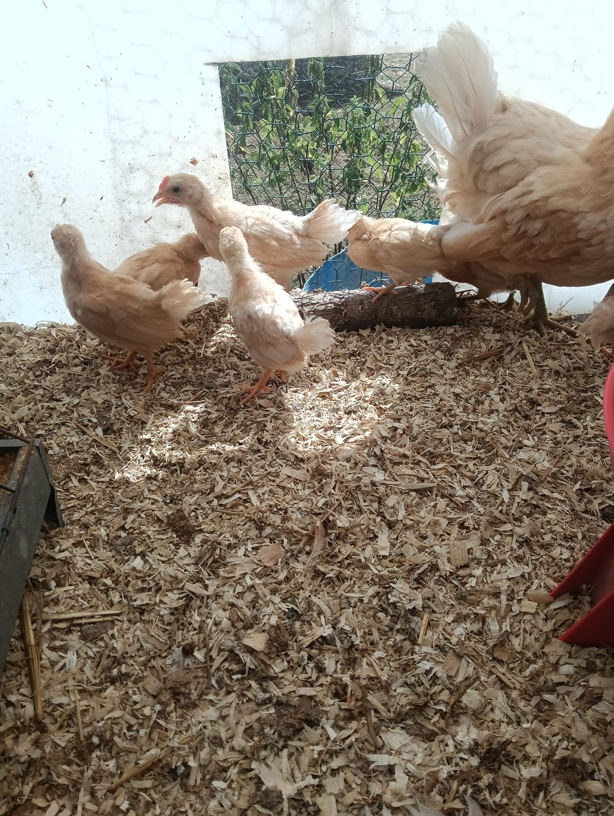Leghorn buff, Dieren en Toebehoren, Pluimvee, Geslacht onbekend