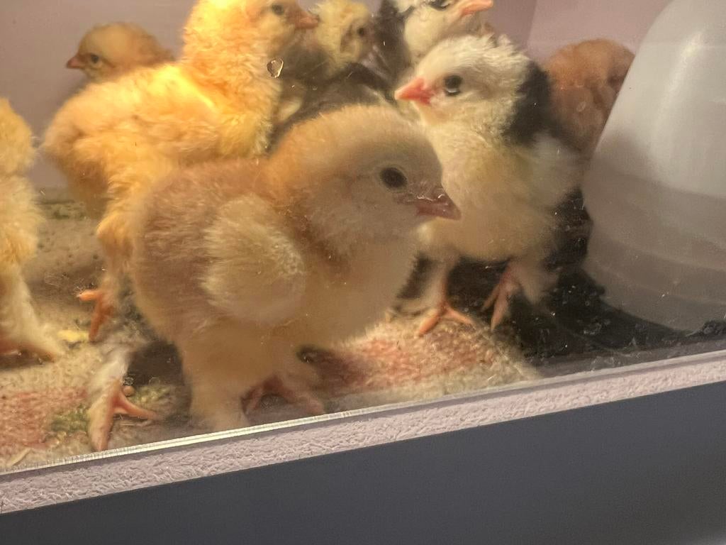 Broedeieren en kuikens te koop kippen, Plusieurs animaux