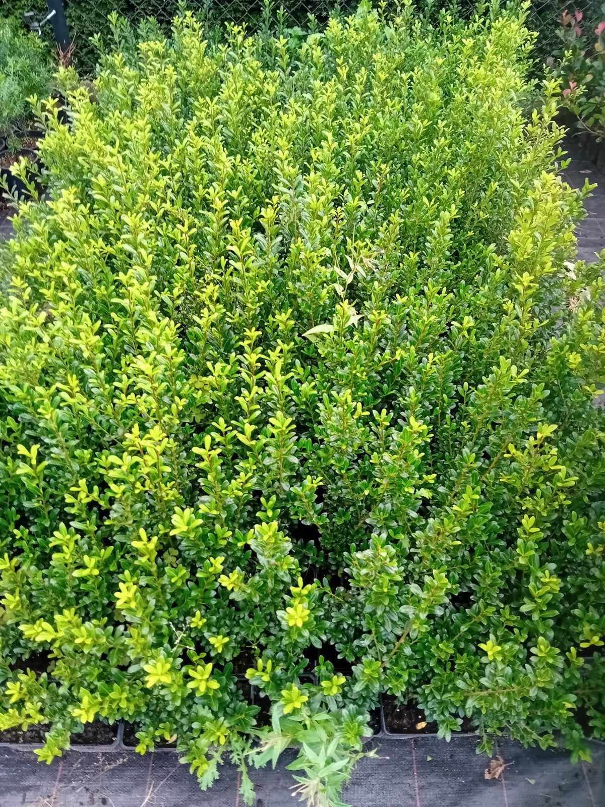 Ilex Luxus, Ophalen