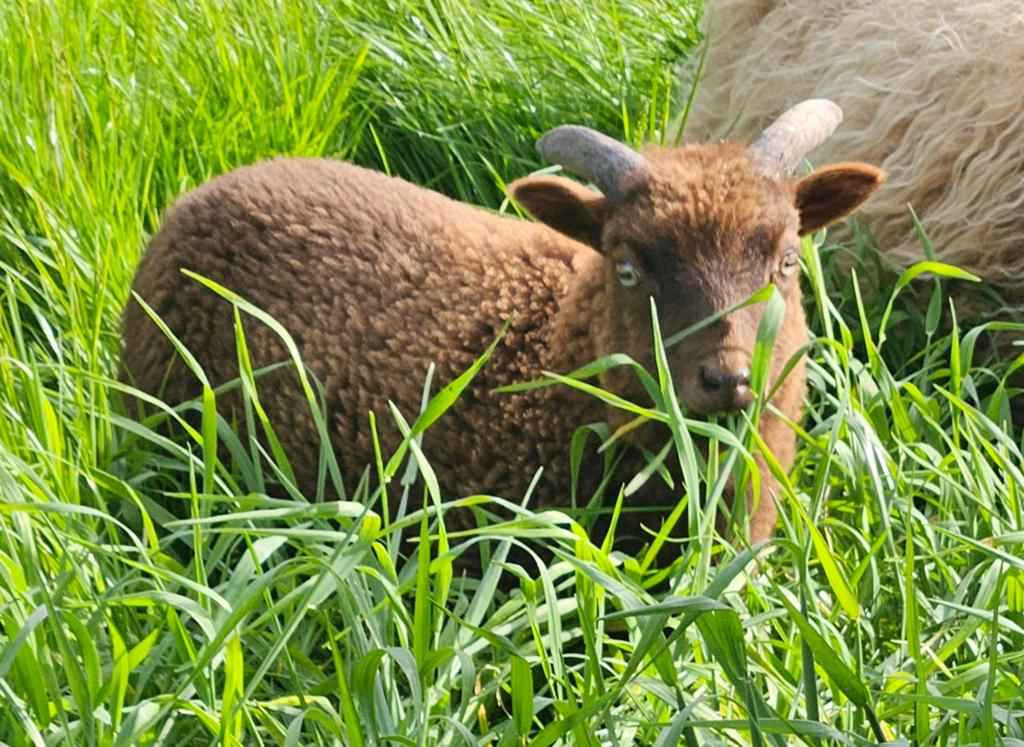 Bruin ouessant rammetje, Dieren en Toebehoren