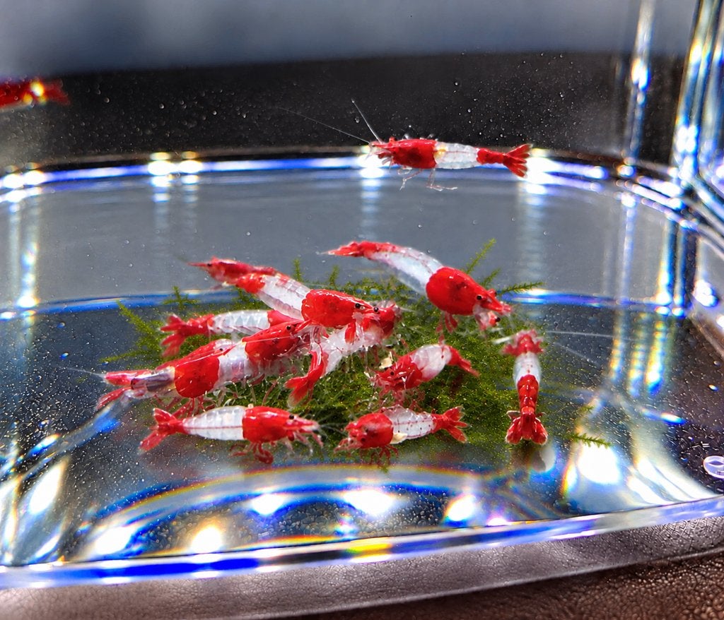 Hobbyaquarium  Red Rilli / rilly garnalen, Dieren en Toebehoren, Kreeft, Krab of Garnaal, Zoetwatervis, Schoolvis