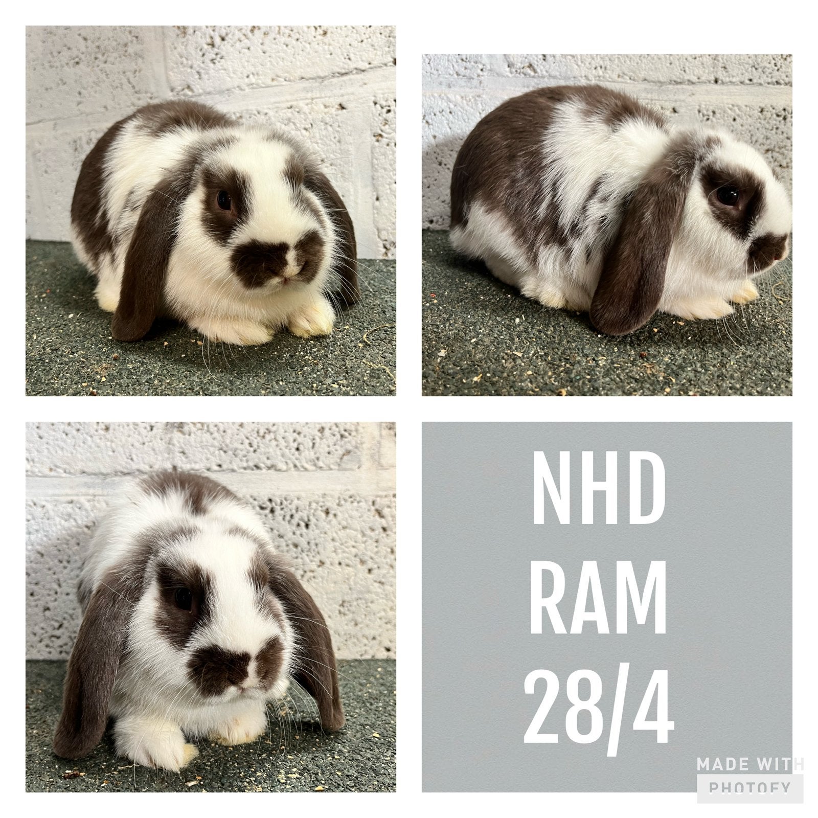 Zeer toffe en lieve hangoor konijntjes nhd, Plusieurs animaux, Petit, Oreilles tombantes, 0 à 2 ans