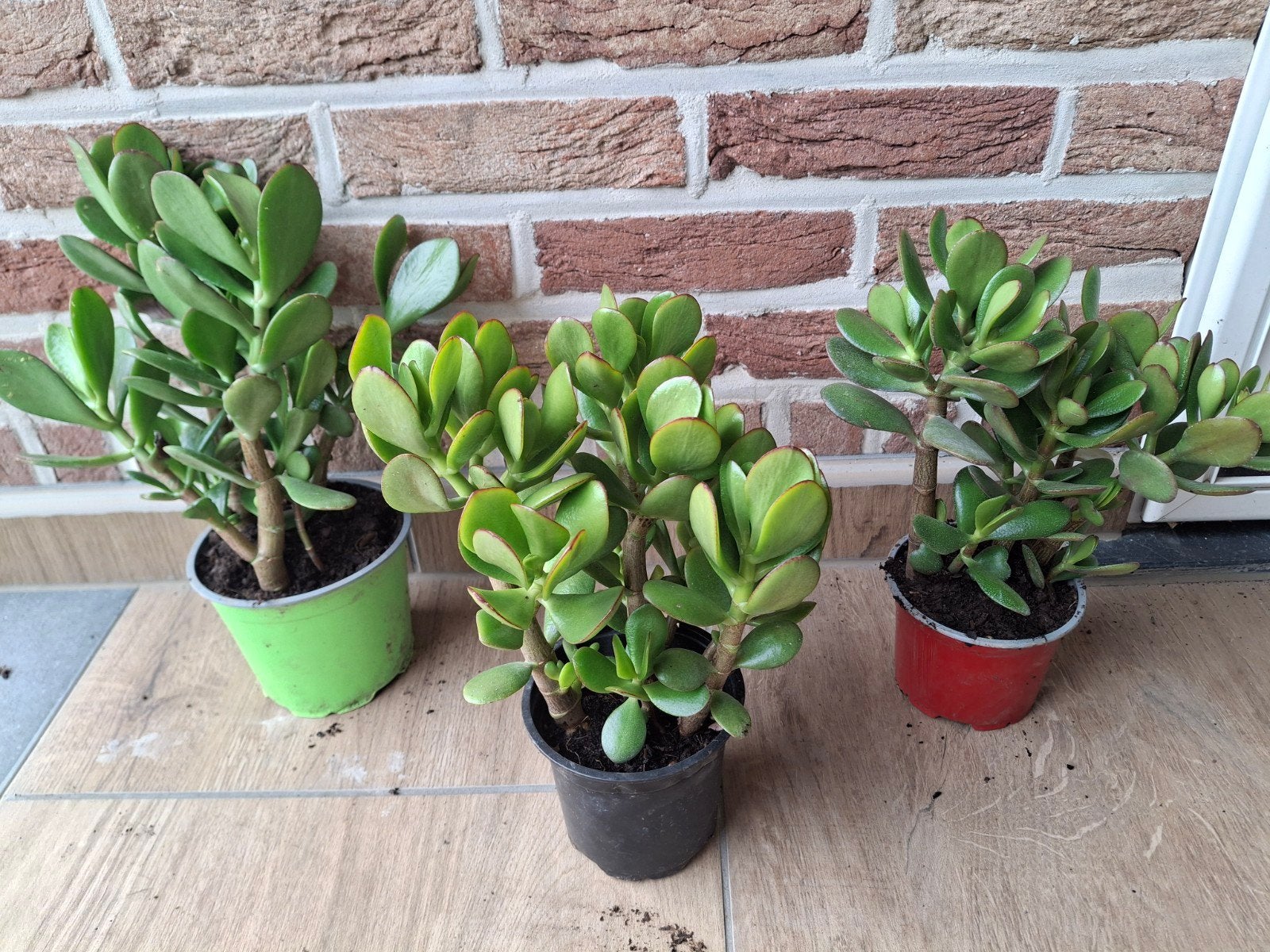 Crassula ou plante de jade, Enlèvement