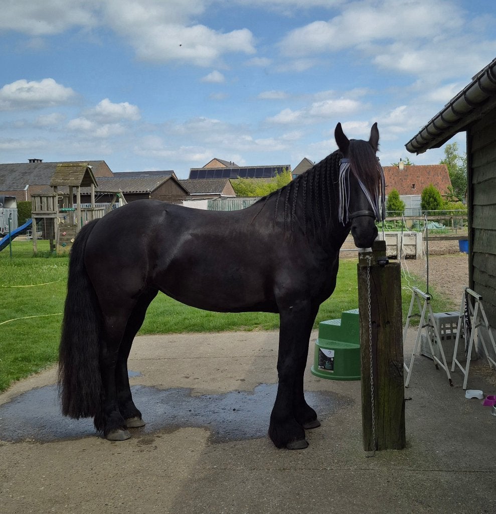 Friese merrie, Dieren en Toebehoren, Merrie, Met stamboom, Zadelmak, 3 tot 6 jaar