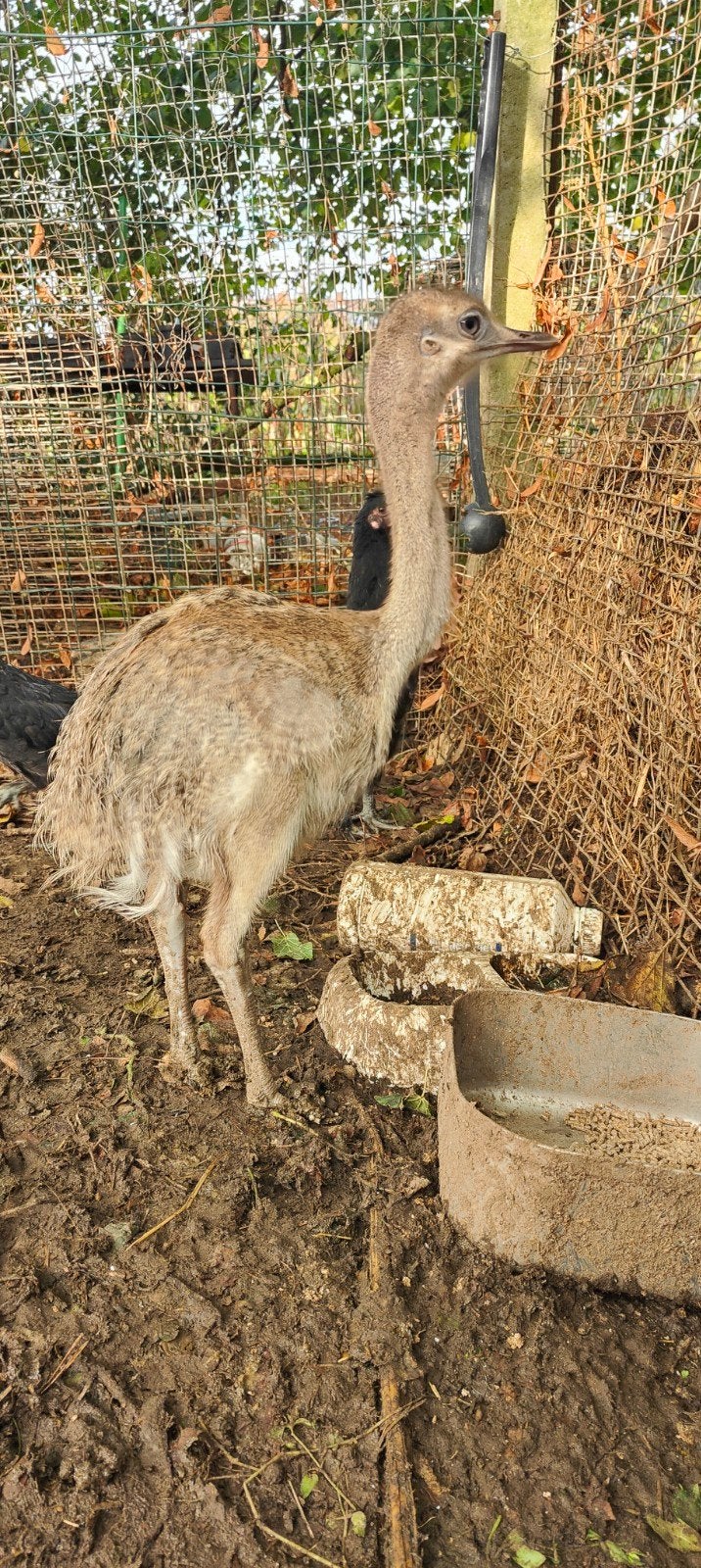 Jonge nandoe haan opzoek naar een nieuw huisje, Dieren en Toebehoren, Mannelijk, Overige soorten