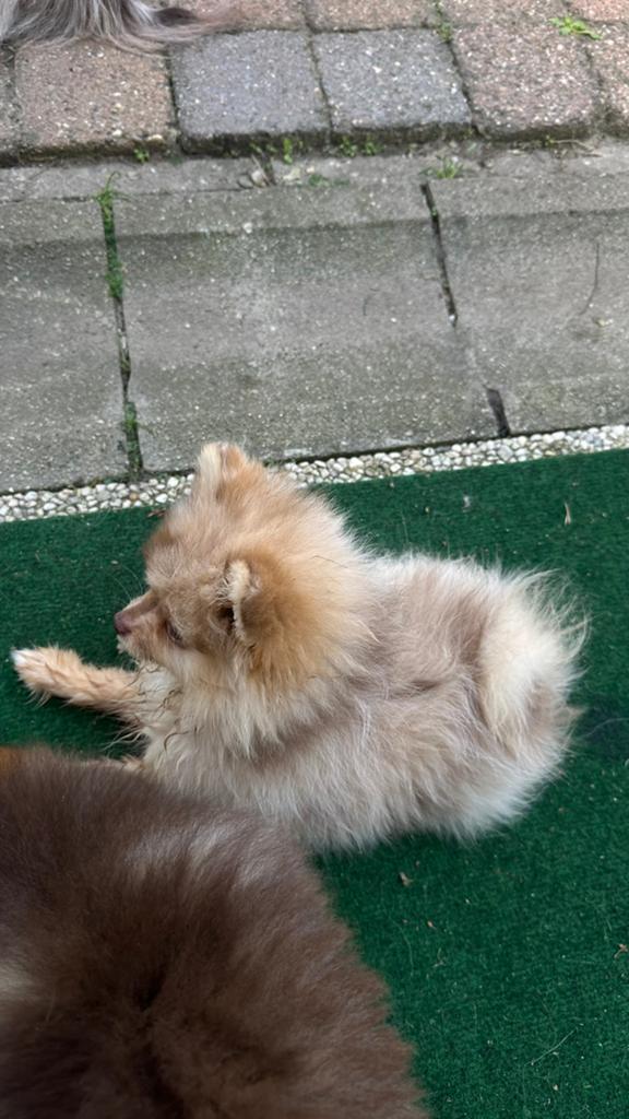 Raszuivere pomeriaantjes 2 🩷 en 1 💙, Dieren en Toebehoren, Parvo, België, Particulier, Keeshond