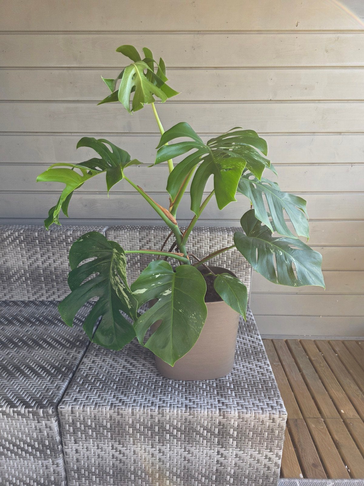 Monstera in pot
Hoogte 70cm, Enlèvement, En pot