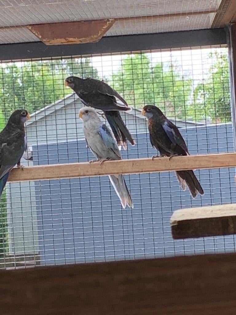 kweekkoppel Rosela's, Dieren en Toebehoren, Vogels | Parkieten en Papegaaien, Meerdere dieren, Parkiet, Geringd