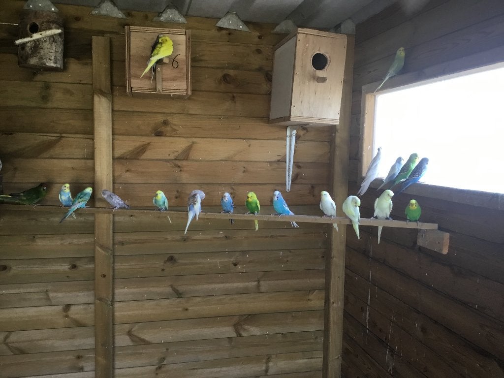 Grasparkieten