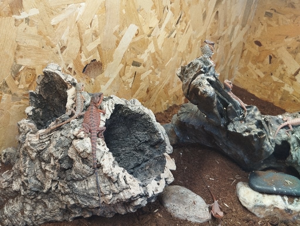 Pogona juvéniles, Hagedis, 0 tot 2 jaar