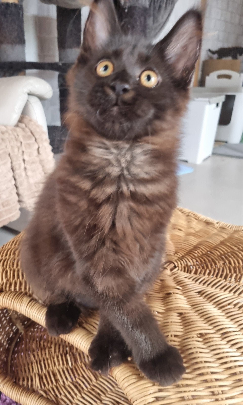 Maine Coon meisje 15 weken, Poes, Ontwormd