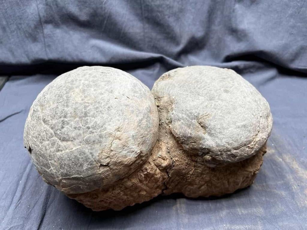 Hadrosaurus eieren op Matrix, Verzamelen, Mineralen en Fossielen, Ophalen