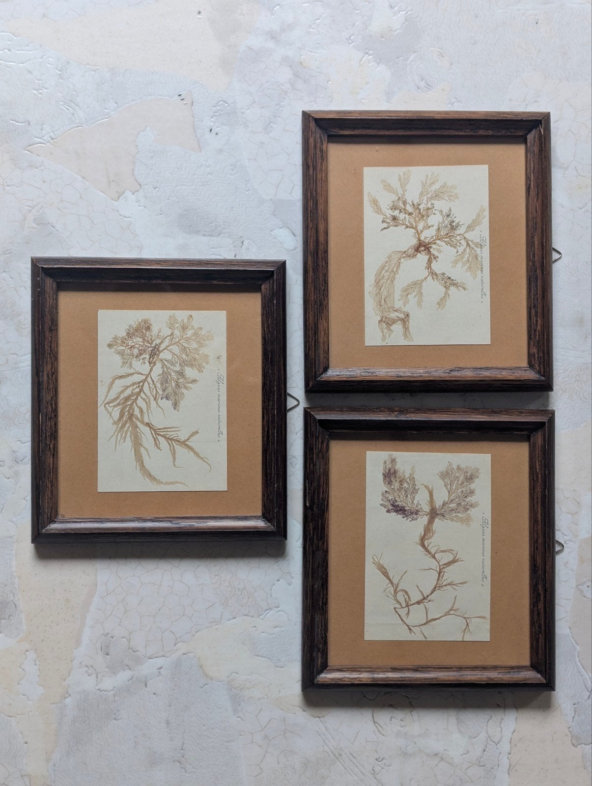 Ensemble de 3 cadres d'herbier authentiques uniques — Algues, Enlèvement ou Envoi, 19 cm, Utilisé, Marron