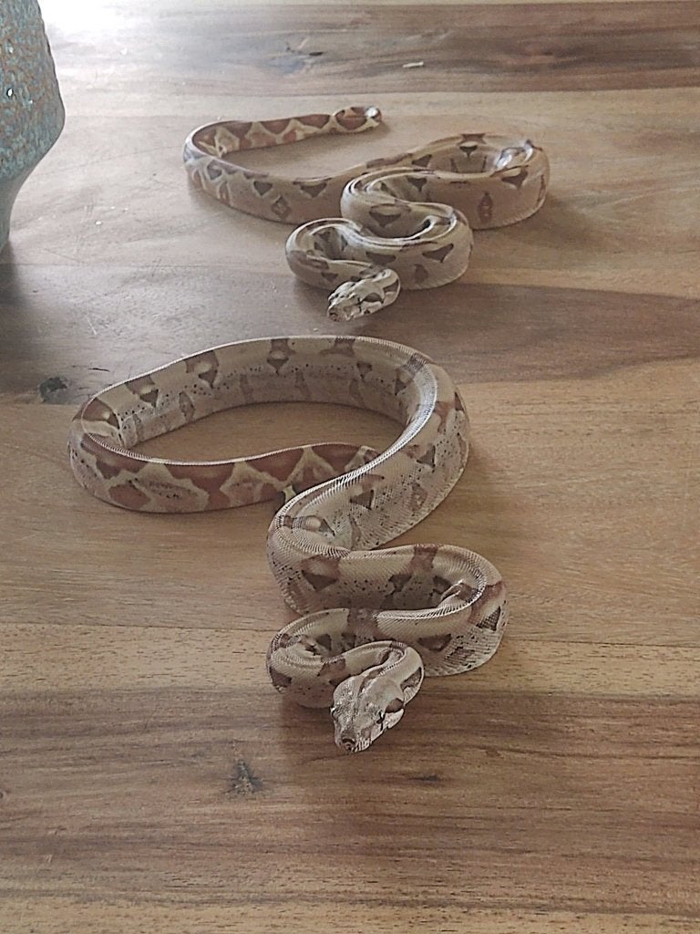 Boa constructor imperator Ball Python photo 2