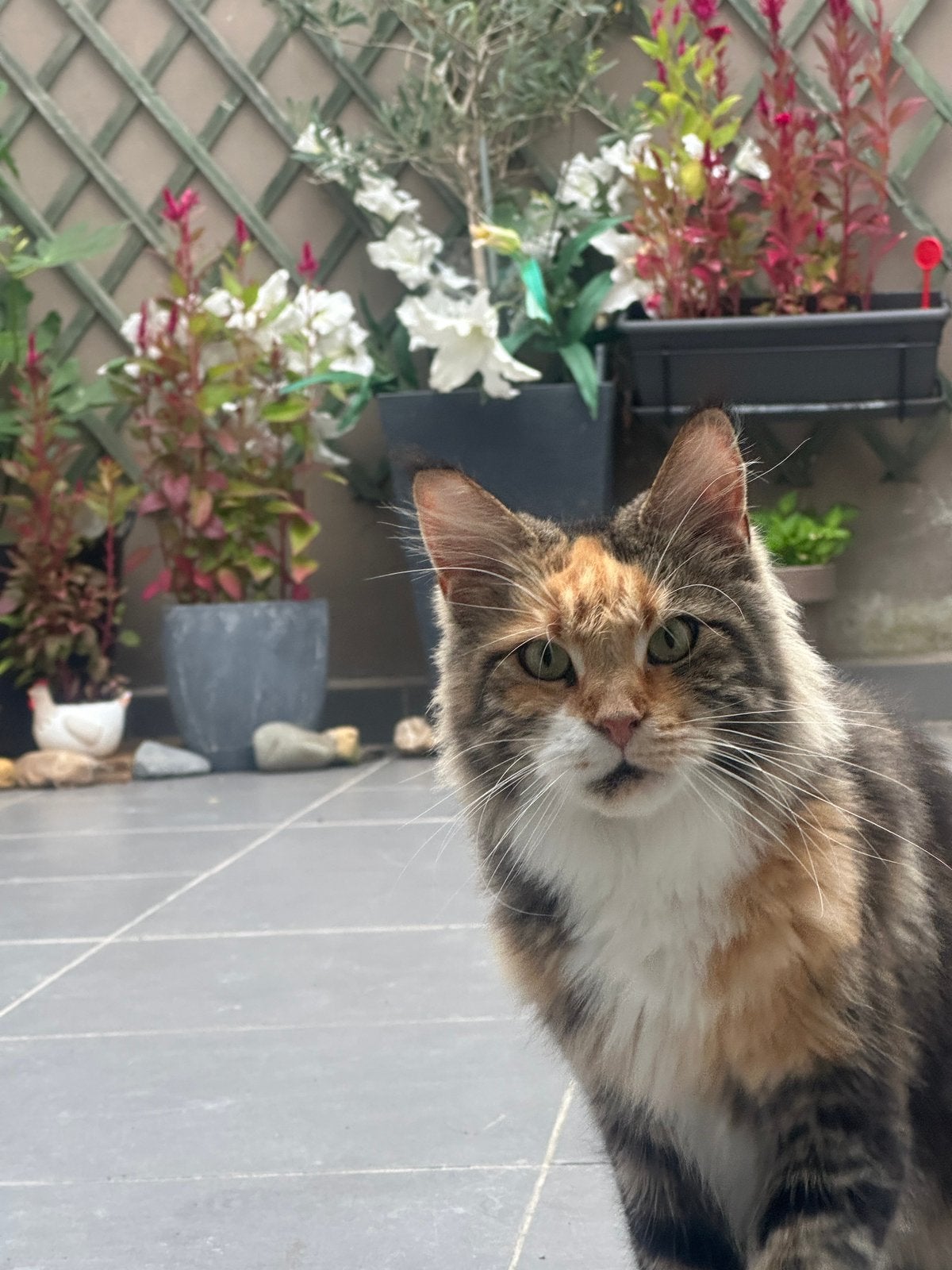 Chat Maine coon, Chatte ou Chat, Avec pedigree, 3 à 5 ans