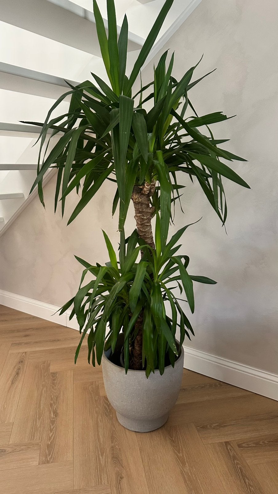 Kamerplant Yicca 150cm hoog, Ophalen of Verzenden
