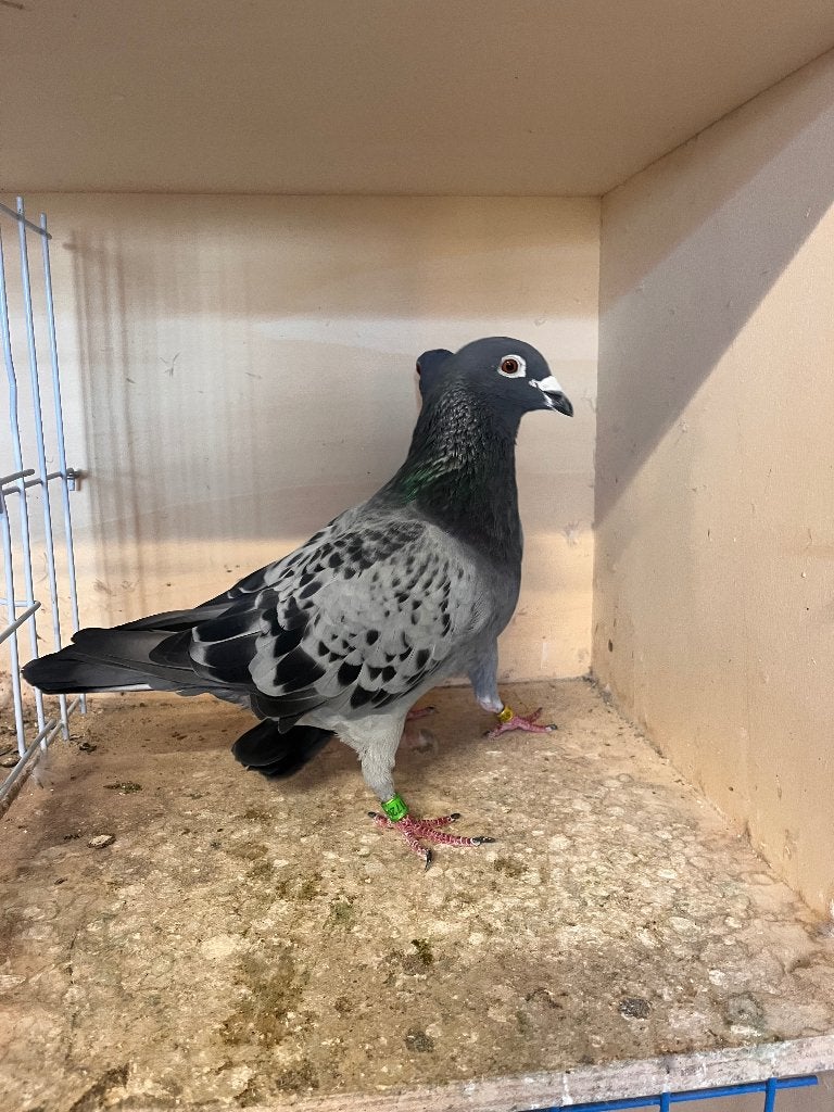 Reisduiven voor halve fond en fond, Dieren en Toebehoren, Vogels | Duiven, Meerdere dieren, Postduif