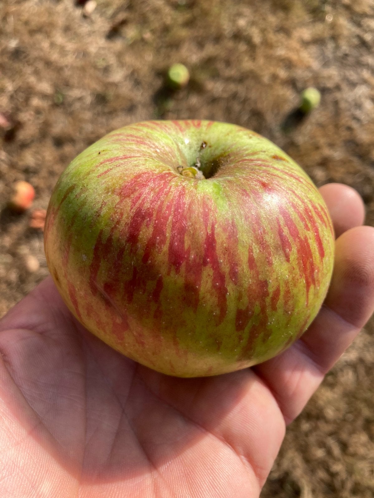 Appels - valappels - fruit - diervoeder - cider., Ophalen