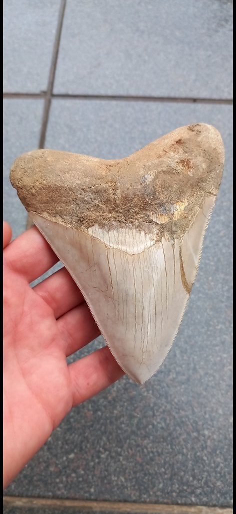 Grande dent de requin Megalodon, fossile de 13,2 cm, Enlèvement ou Envoi, Fossile