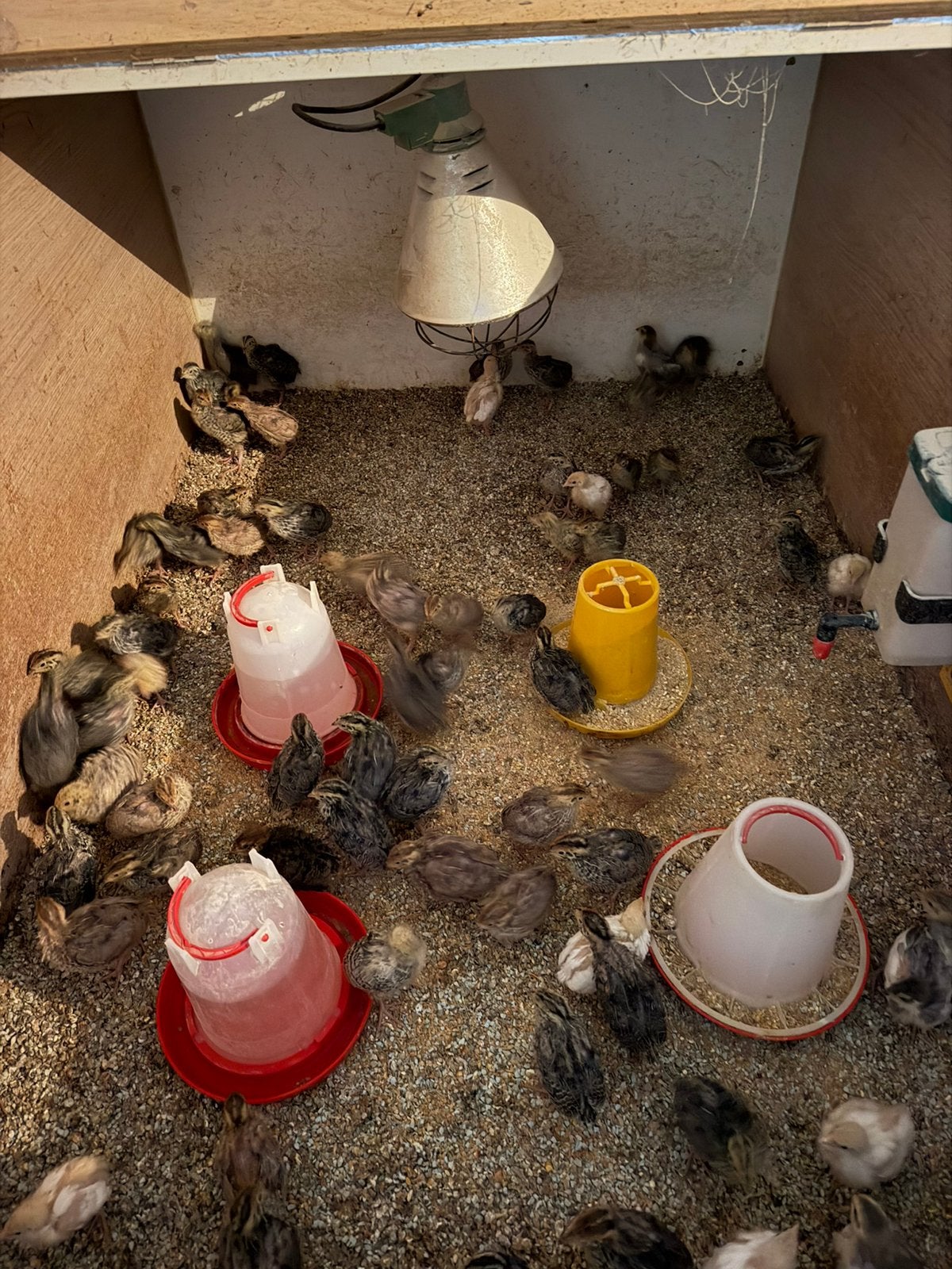Japanse kwartel kuikens, Dieren en Toebehoren