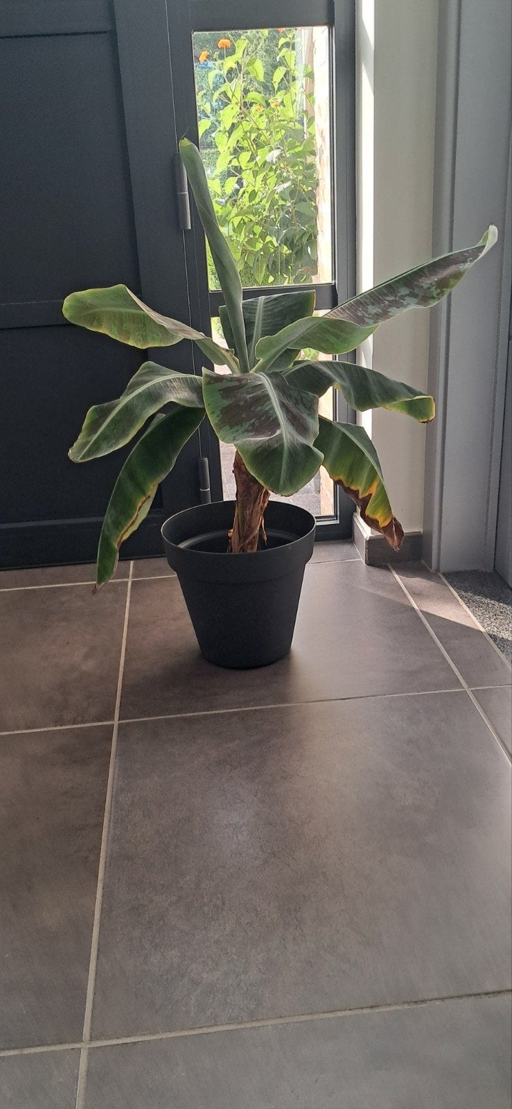bananenboom bananenplant Musa Cavendish dwergbanaan, Ophalen