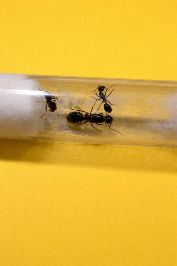 Camponotus Sylvaticus koningin met 1-5 werksters, Dieren en Toebehoren, Mieren
