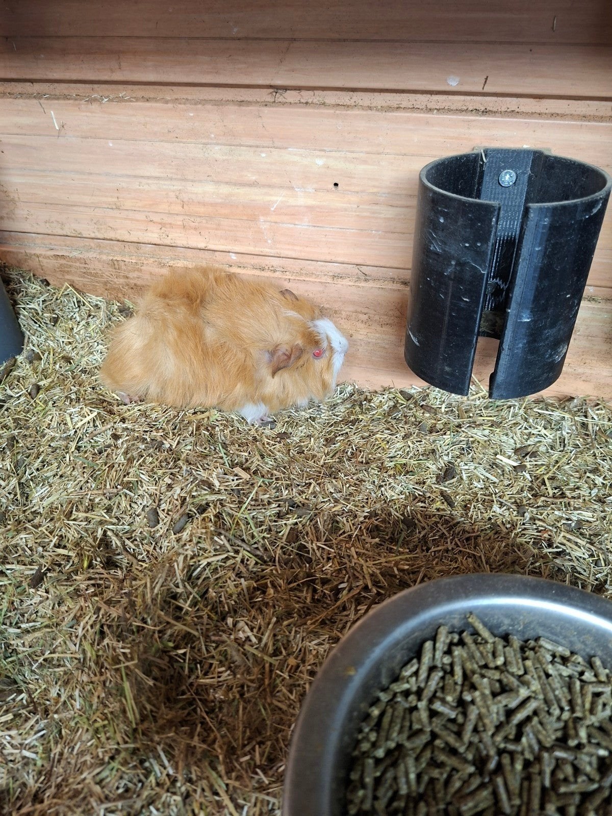 Mannen cavia, Dieren en Toebehoren, Knaagdieren, April, Mannelijk, Cavia