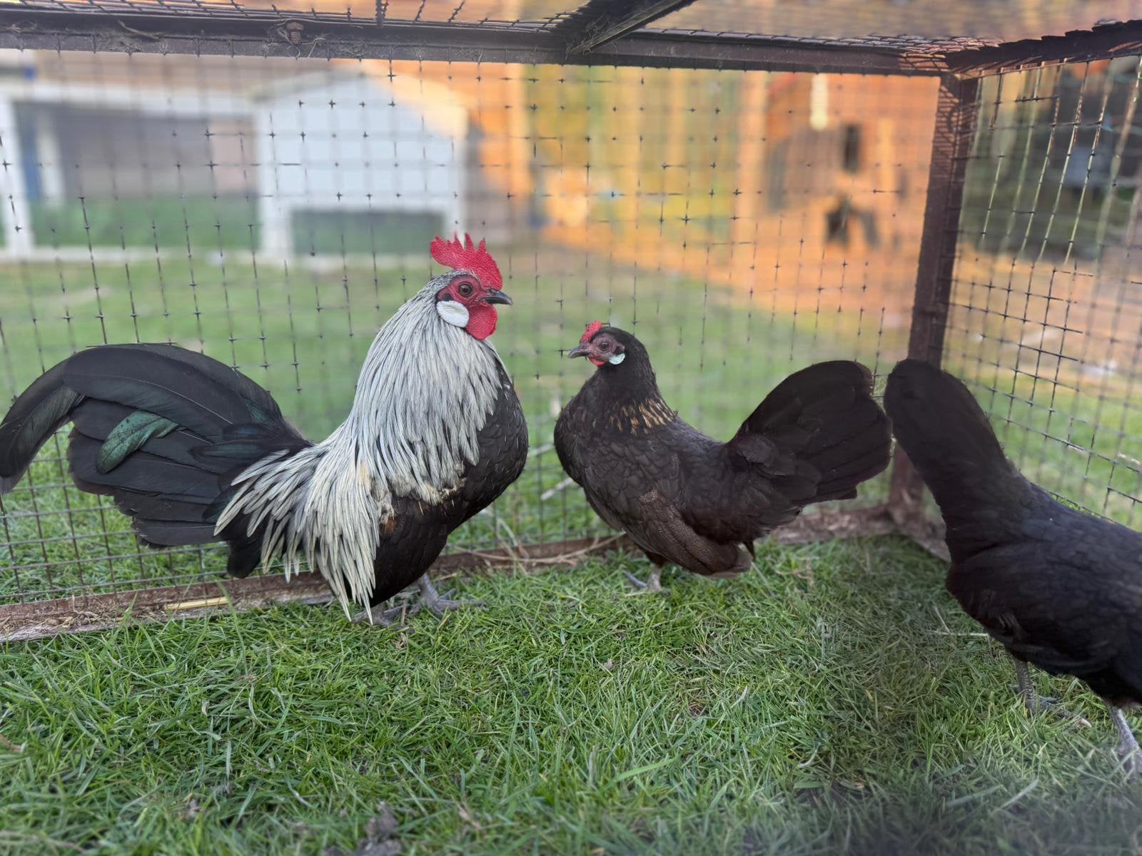 Trio Hollandse krielen ( raszuiver), Dieren en Toebehoren, Pluimvee