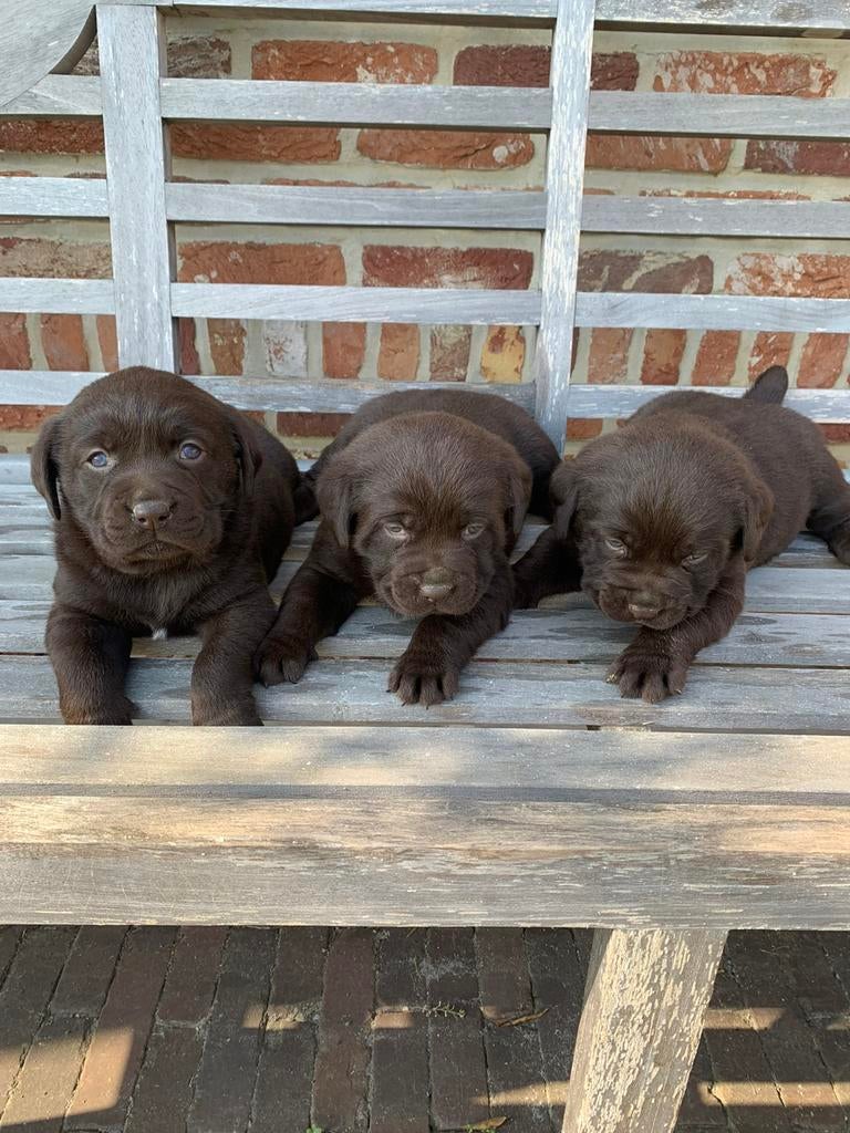 Chiots labrador en chocolat, Hépatite contagieuse (maladie de Rubarth), 8 à 15 semaines, Labrador retriever, Plusieurs