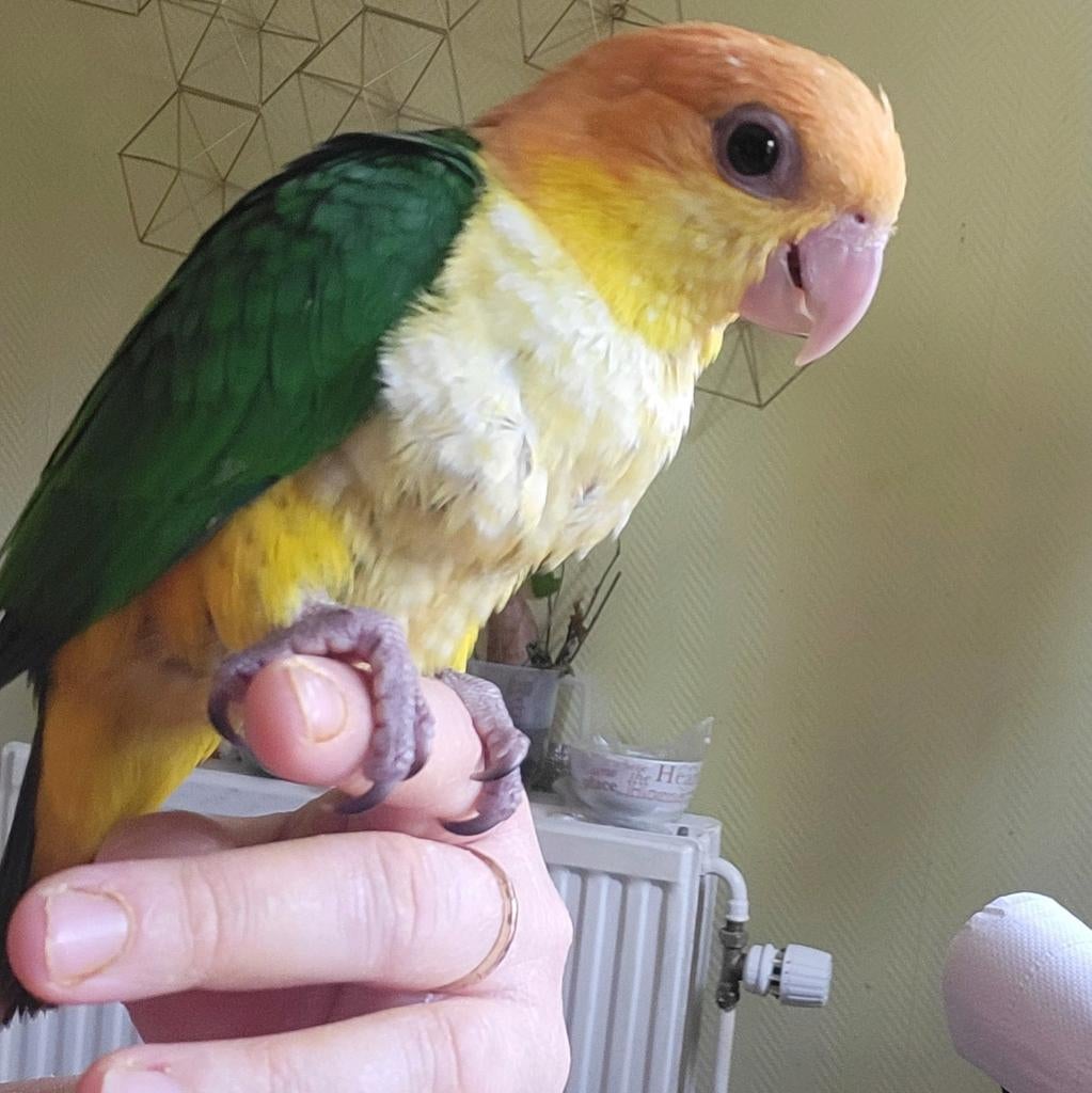Caique  femelle super  apprivoisé, Dieren en Toebehoren, Vogels | Parkieten en Papegaaien, Vrouwelijk