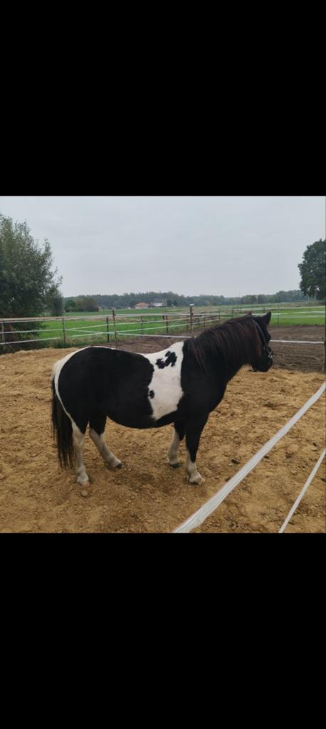 Gezelschapspony, Merrie