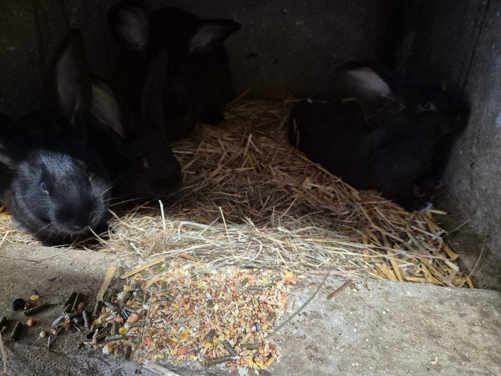 Lapin, Animaux & Accessoires, Plusieurs animaux, Grand, 0 à 2 ans