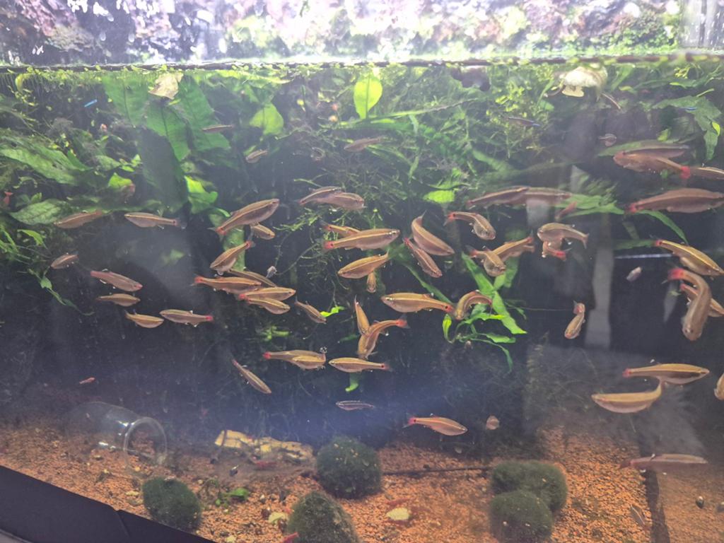 chinese danio GERESERVEERD, Dieren en Toebehoren, Vissen | Aquariumvissen, Zoutwatervis, Vis, Schoolvis