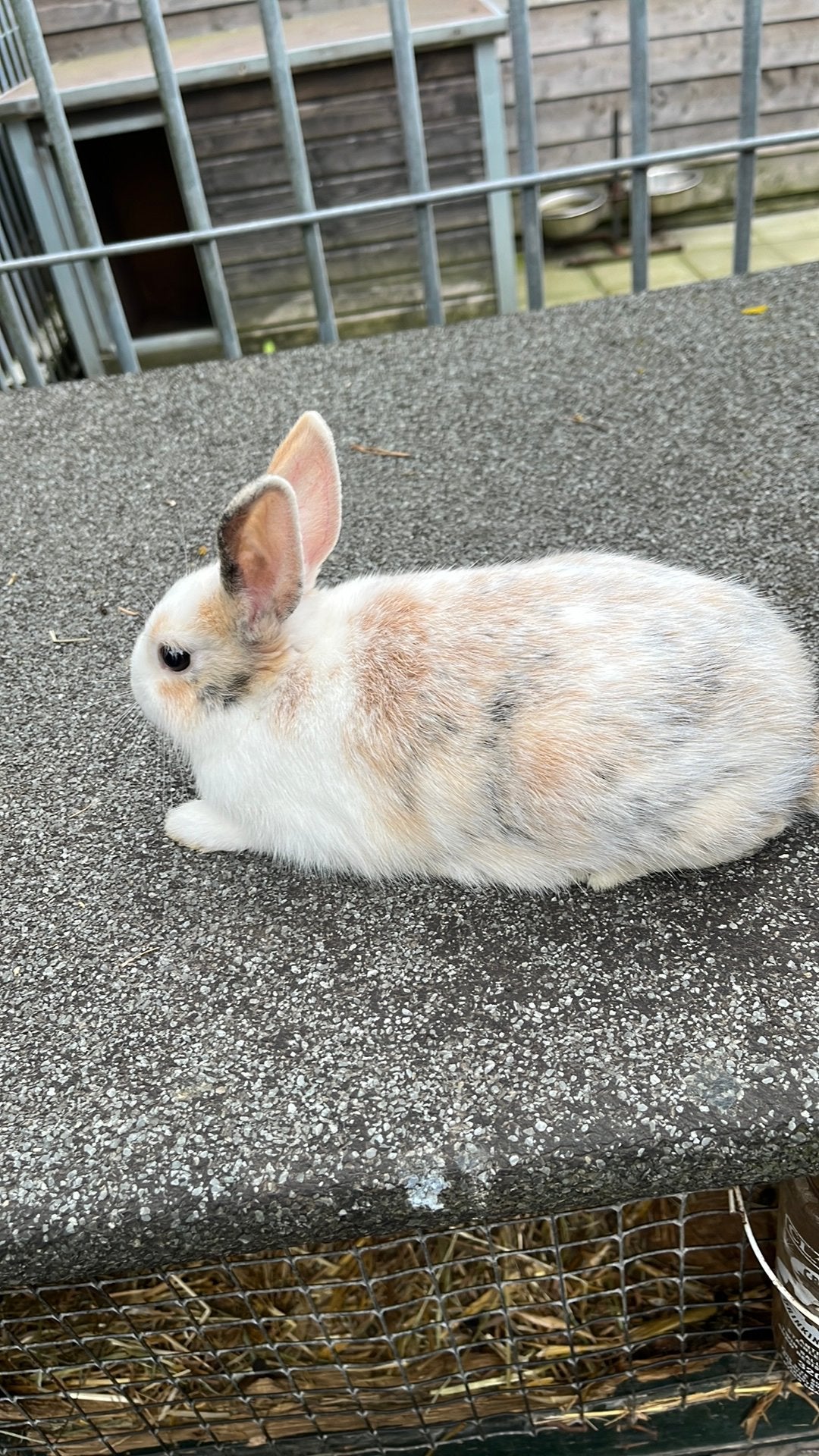 Jonge dwergkonijntjes, Dieren en Toebehoren, Konijnen