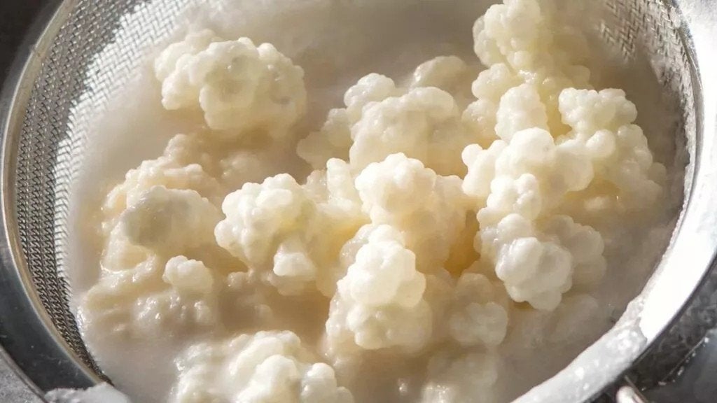 Melkkefirkorrels 30 g of 70 g, Diversen, Levensmiddelen, Verzenden