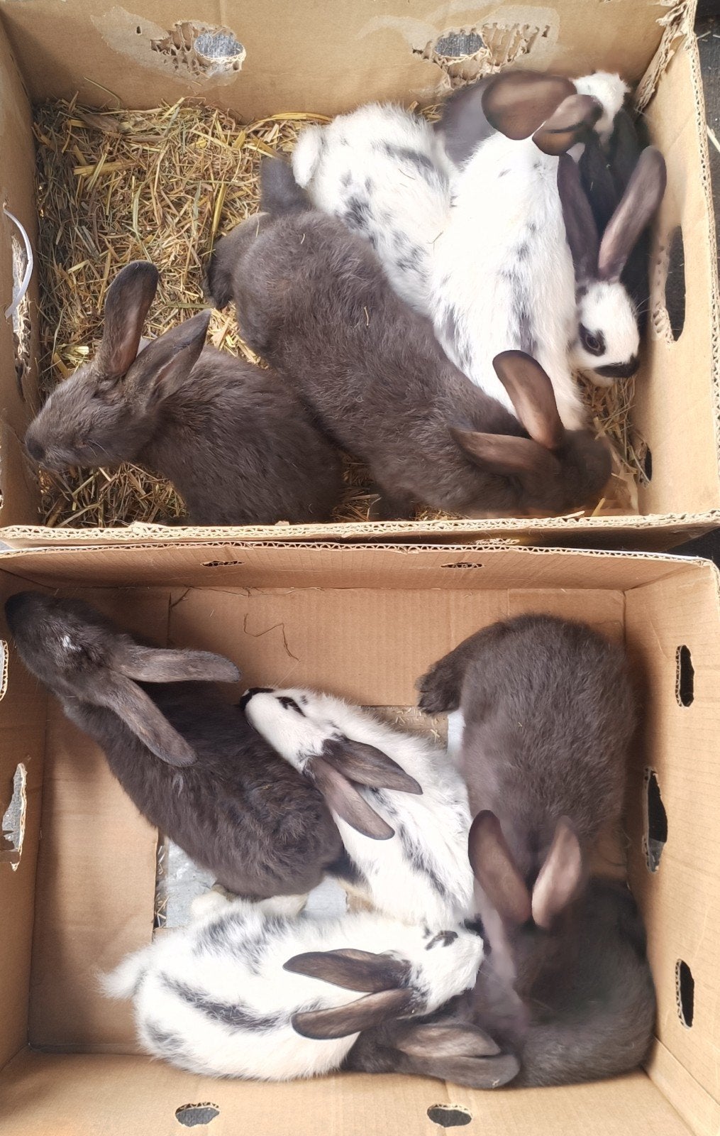 Mooie fok konijnen BVNSK x( Lot x Wvd x Cali) alles samen !, Dieren en Toebehoren, Konijnen, Groot, Meerdere dieren, 0 tot 2 jaar